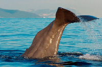 Avistamiento de Cetáceos en Tarifa logo
