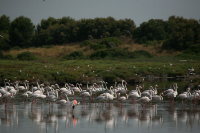 Alquiler de Bicicleta y Paseo en Barca por la Albufera de Valencia logo