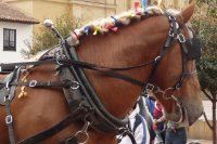 Paseo en coche de caballos por Sevilla logo