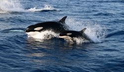 Observation des baleines à Tarifa