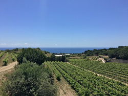 Sailing, Visit to the Winery and Tasting from Barcelona